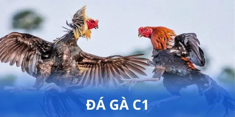 Đá gà C1