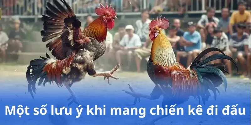 Một số lưu ý khi mang chiến kê đi đấu